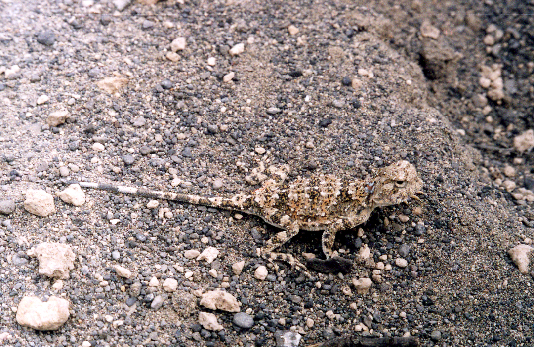Phrynocephalus persicus